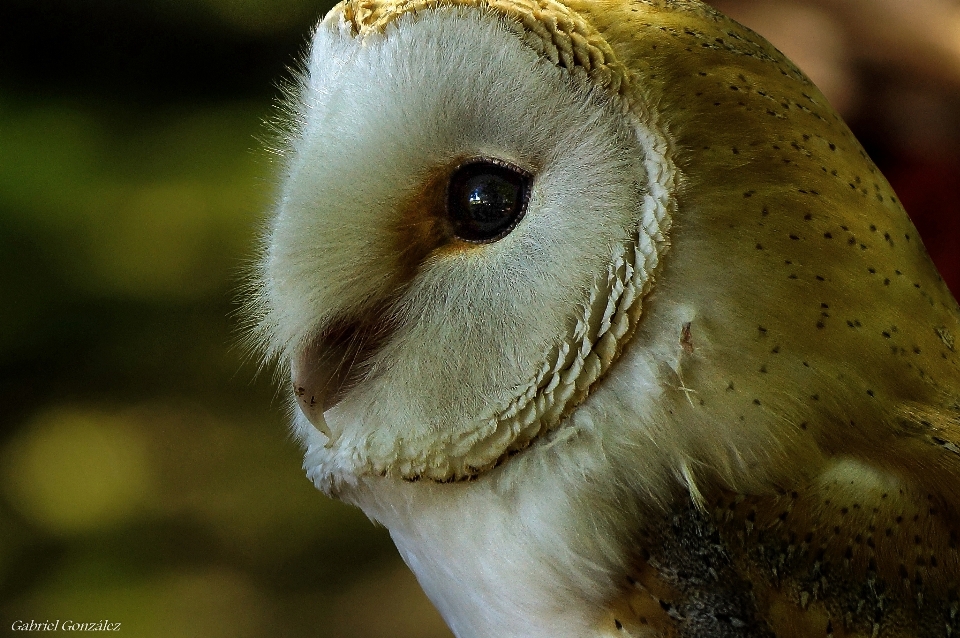 Nature oiseau photo faune