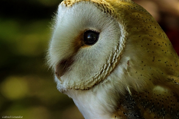 Foto Natura uccello foto animali selvatici