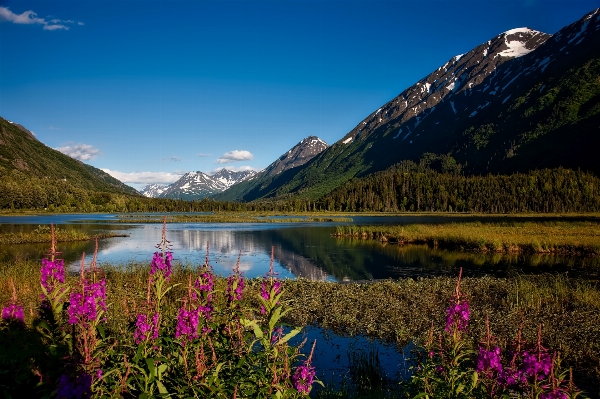 Landscape water nature forest Photo