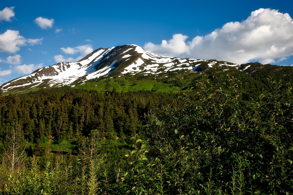 Landschaft baum natur wald