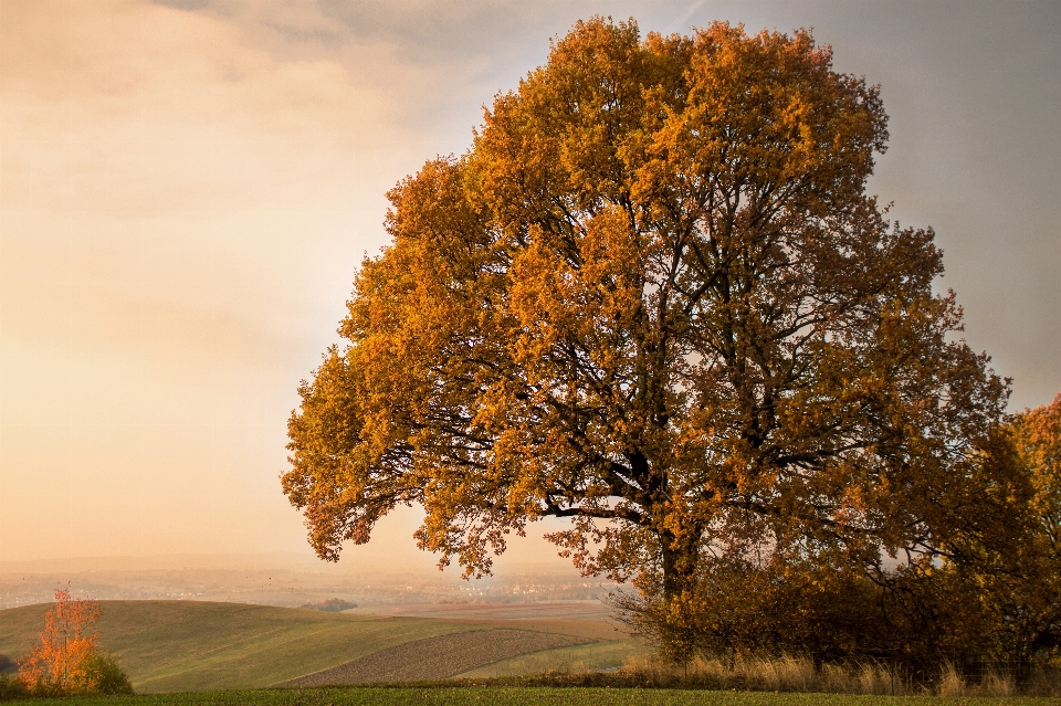 Paisagem árvore natureza filial