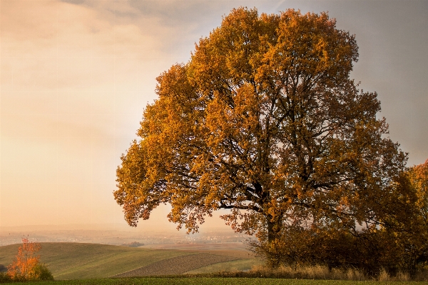 Landscape tree nature branch Photo