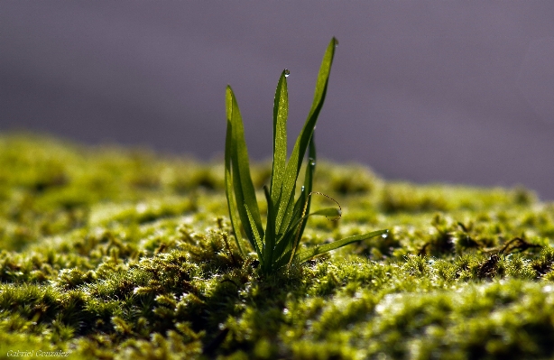 Nature grass plant lawn Photo