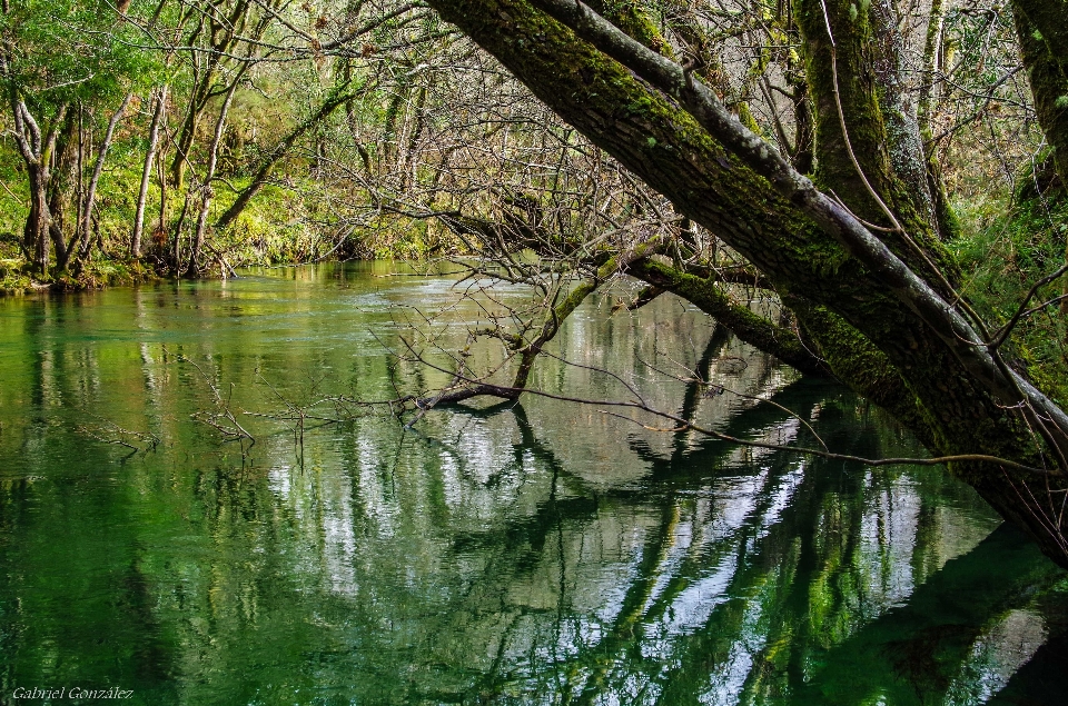 Landscape tree water nature