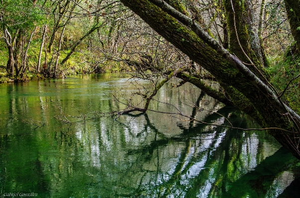 Landscape tree water nature Photo