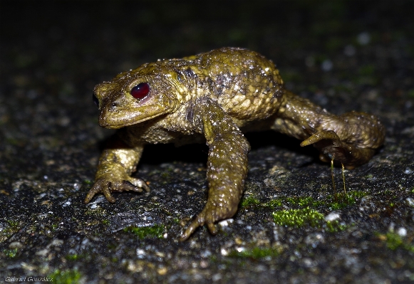 Foto Alam margasatwa makro katak