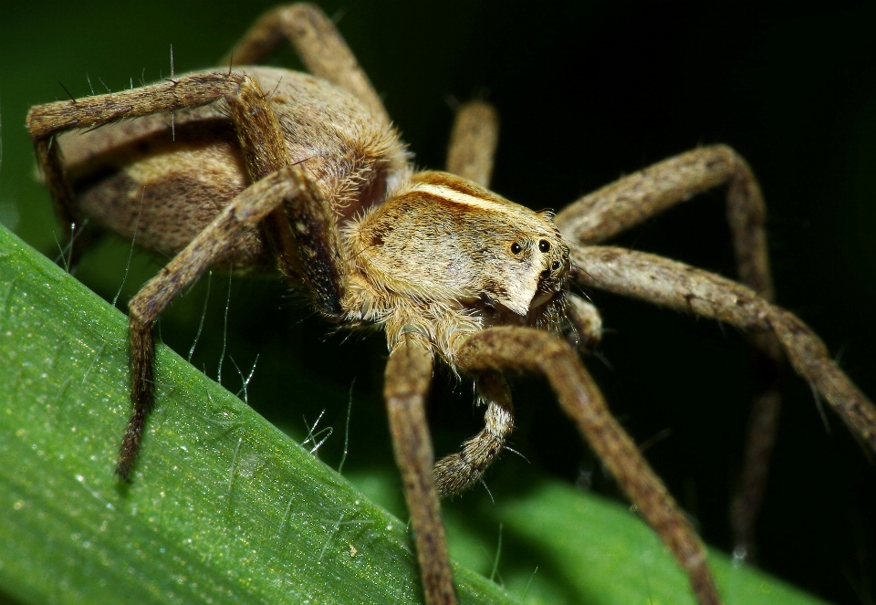 Natura fotografia owad makro