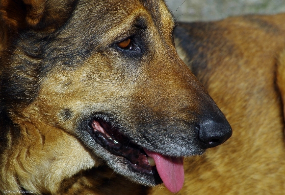 Foto Anak anjing mamalia merapatkan
