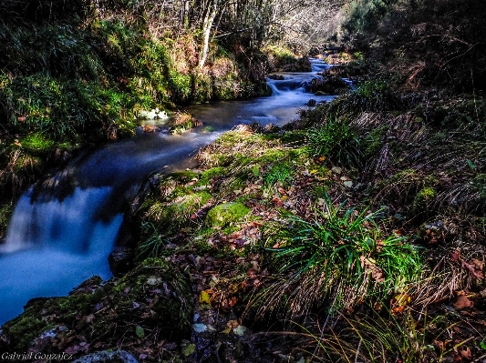 Landscape tree water nature Photo