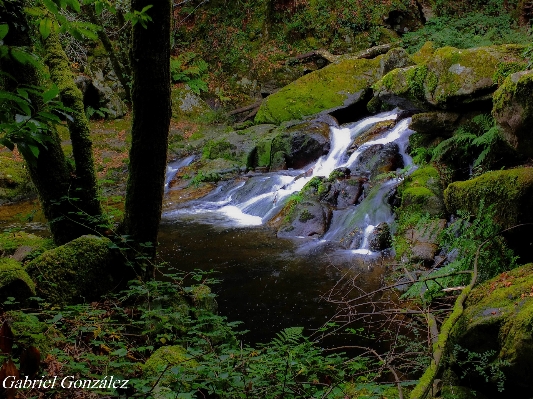 Landscape tree water nature Photo