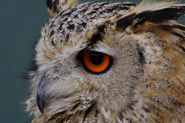 Foto Natura uccello ala animali selvatici