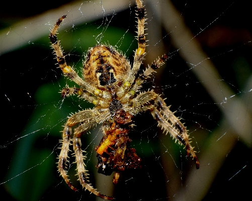 Foto Alam fotografi makro fauna