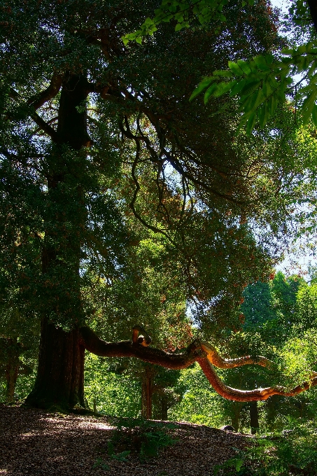 Paesaggio albero natura foresta