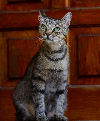 Foto Natureza foto gatinho gato