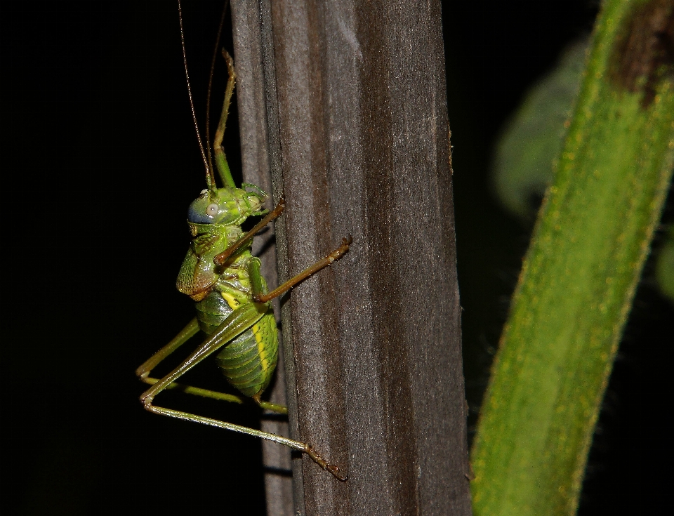 Nature photo green insect