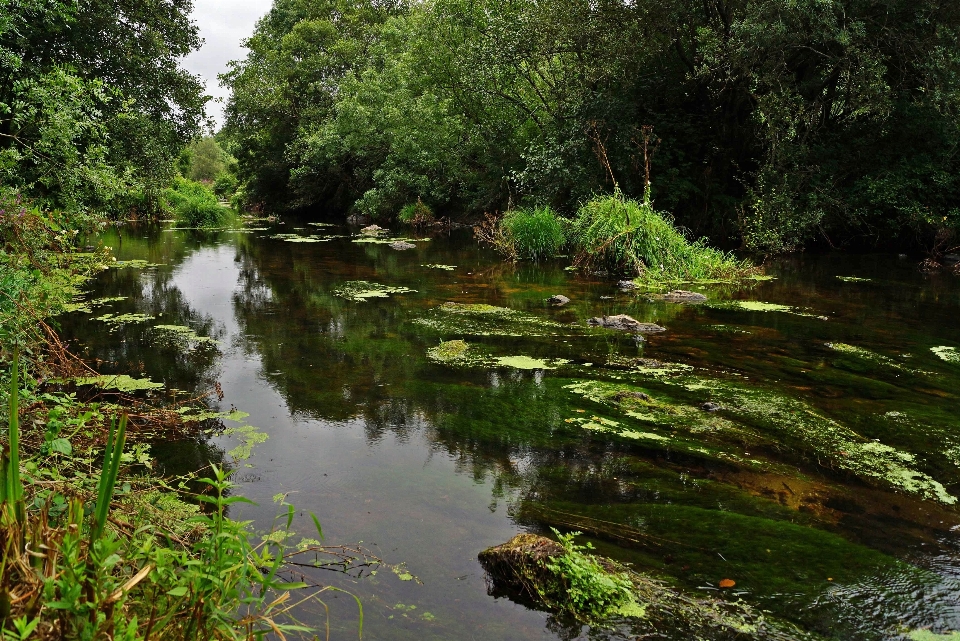 Paisaje agua bosque arroyo
