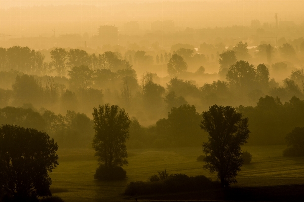 Landscape tree nature forest Photo