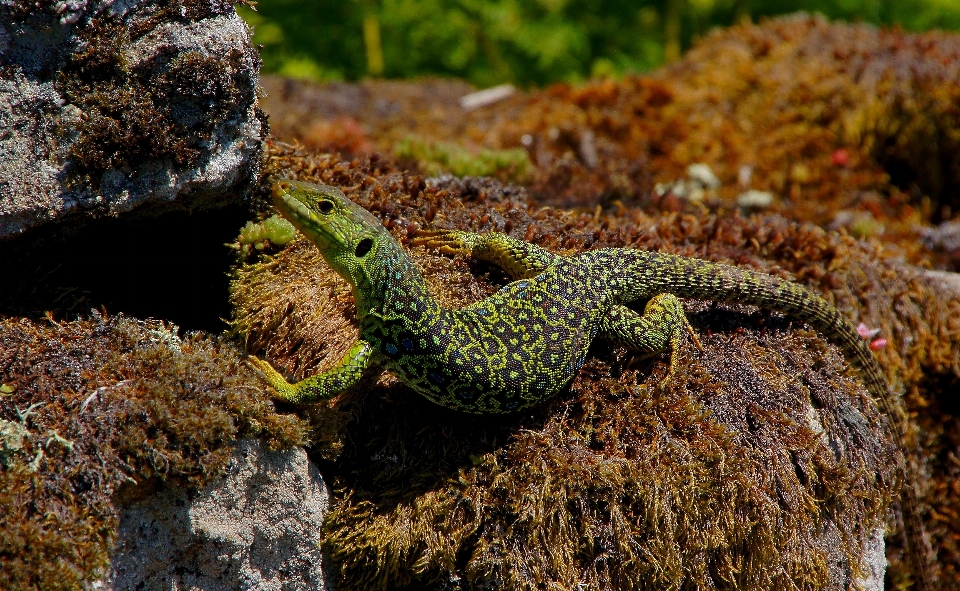 Nature faune macro reptile