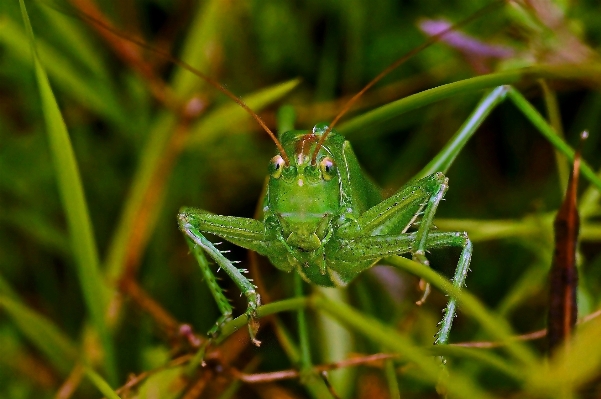 Nature grass flower photo Photo