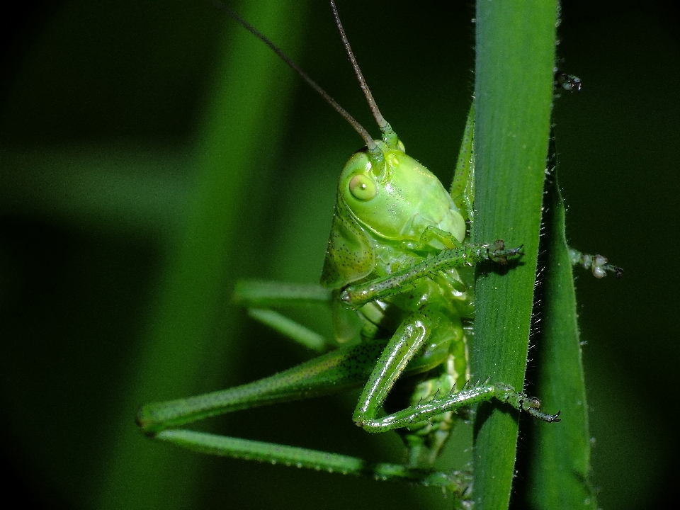 Nature la photographie vert insecte