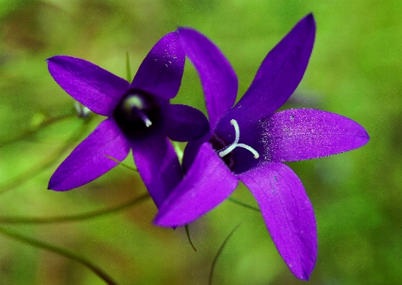 自然 植物 花 紫 写真