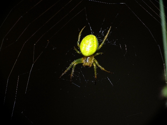 Foto Alam fotografi makro biologi