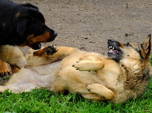 自然 子犬 犬 大きい 写真