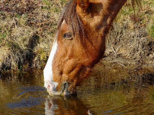 Nature wildlife macro pasture Photo