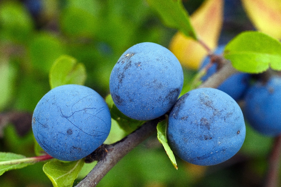 Nature bifurquer usine fruit