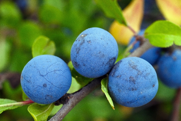 Nature branch plant fruit Photo