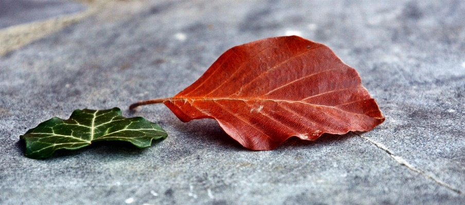 Tree plant leaf flower Photo