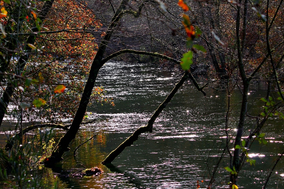 Paesaggio albero acqua natura