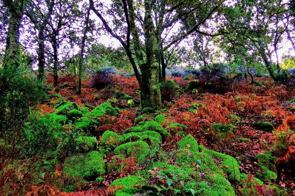 風景 木 自然 森