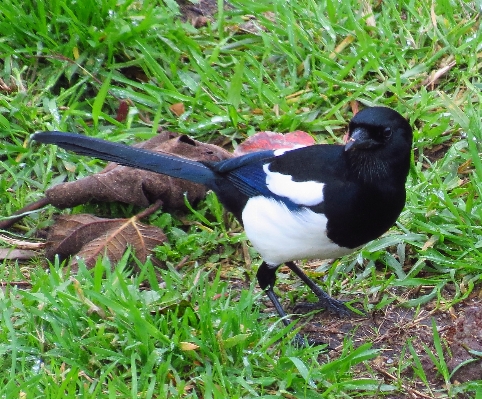 自然 鳥 野生動物 嘴 写真