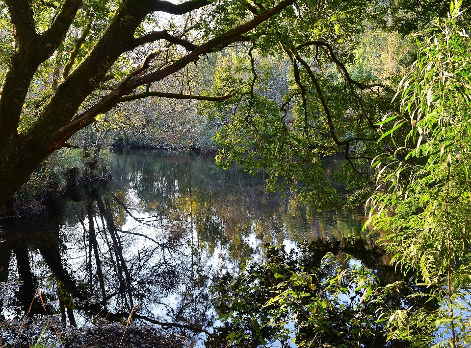 Tree water nature forest