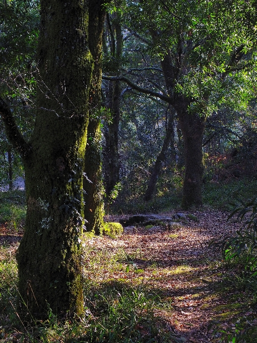 Lanskap pohon alam hutan