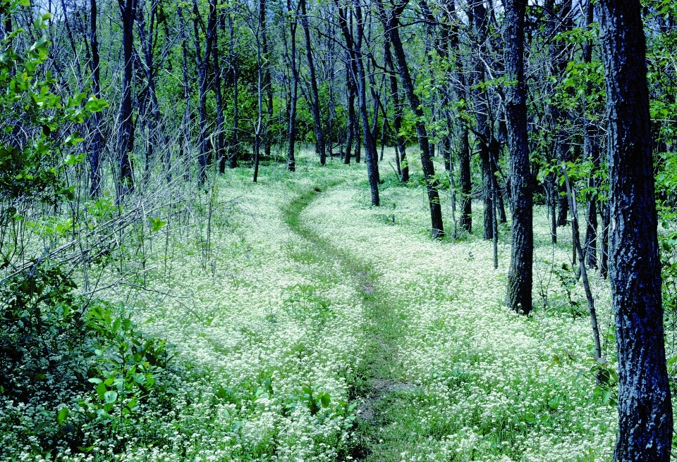 Ağaç doğa orman yol