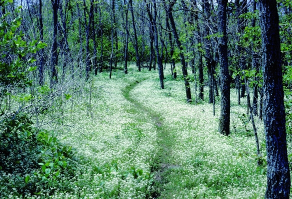 Tree nature forest path Photo