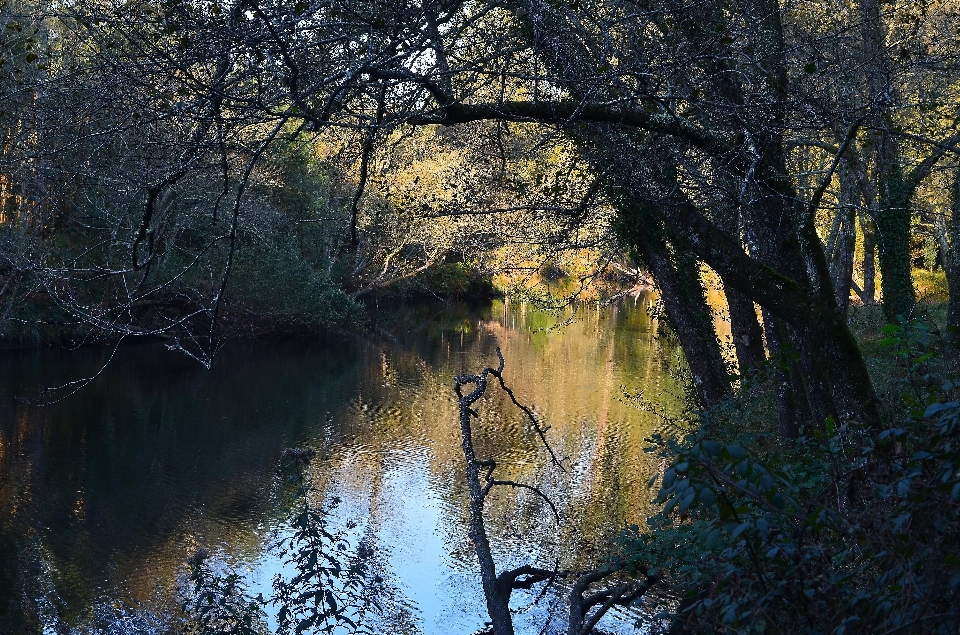 Paesaggio albero acqua natura