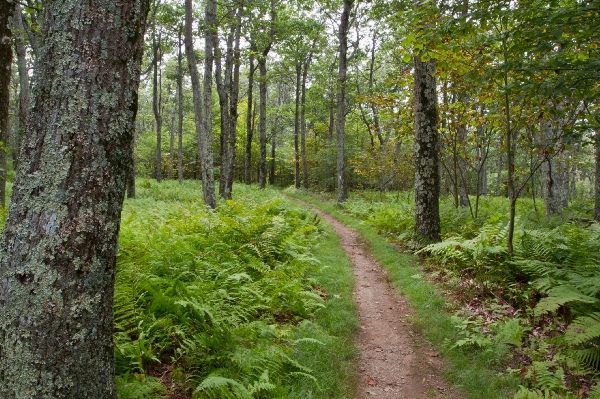 Foto árbol bosque camino planta