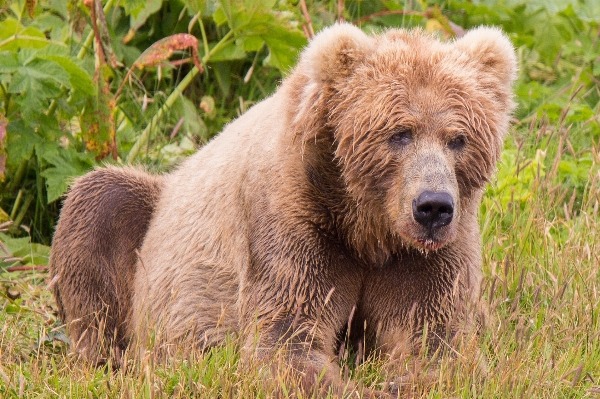 Nature grass wet animal Photo