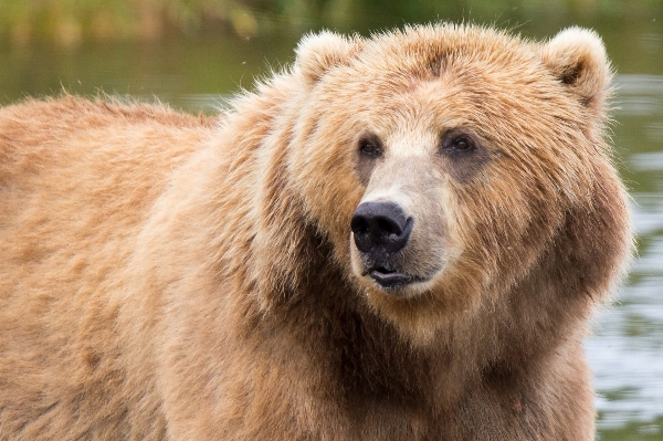 Nature animal looking bear Photo