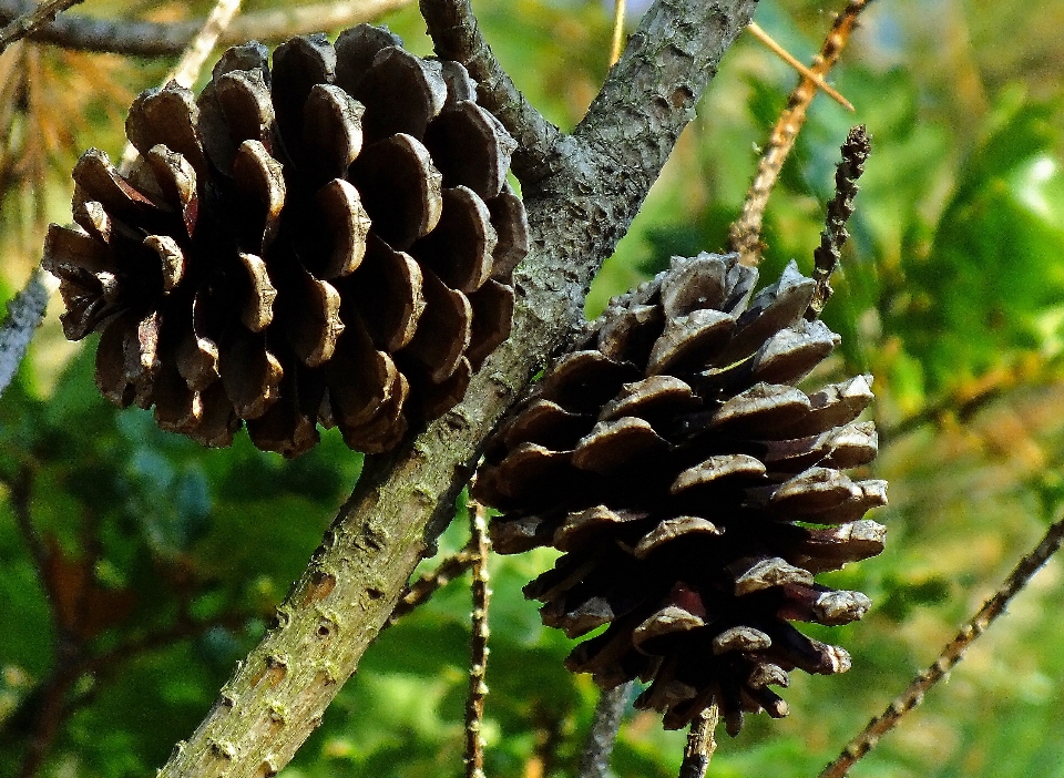 Drzewo natura las oddział