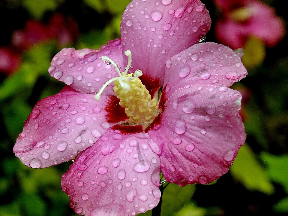 Florescer plantar flor pétala