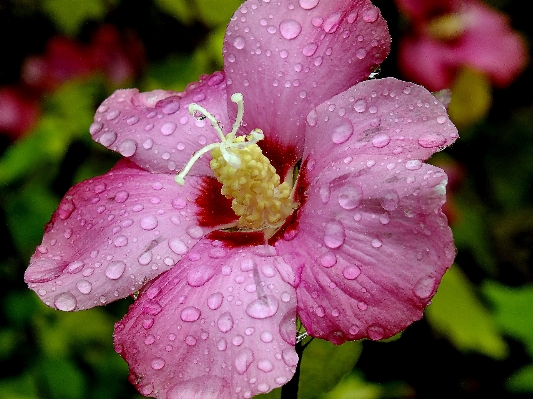 Blossom plant flower petal Photo