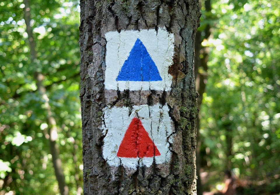 árbol naturaleza bosque planta