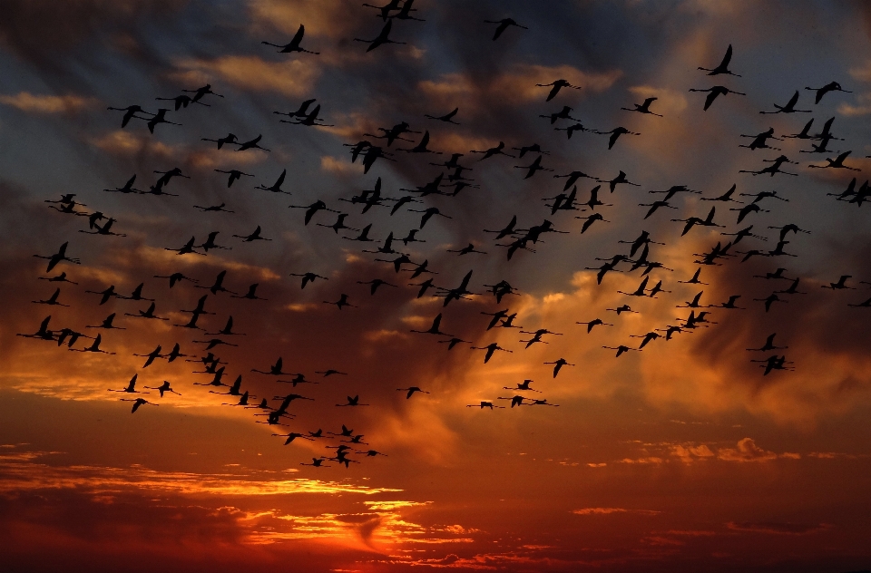 Natura uccello nube cielo