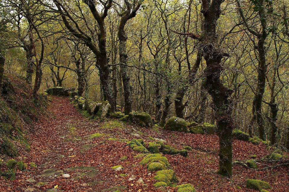 Albero natura foresta selvaggia
