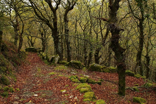 Tree nature forest wilderness Photo