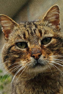 Foto Animais selvagens gato mamífero fauna